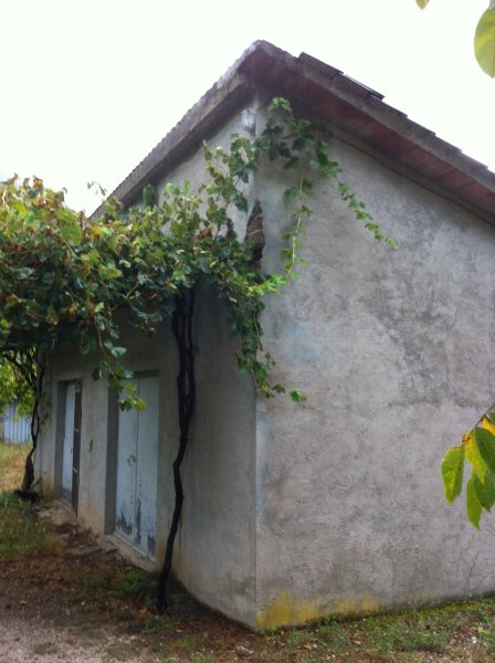 RUSTICO - CASALE VENDITA ARRONE