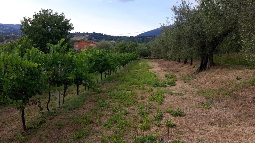 TERRENO AGRICOLO VENDITA PERUGIA CANNETO