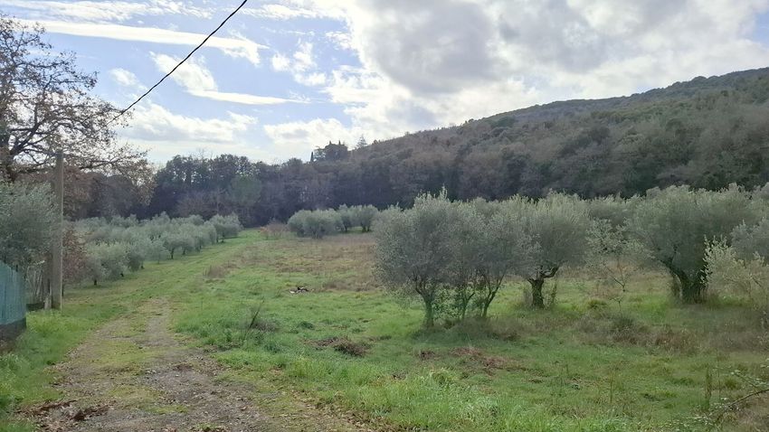 TERRENO AGRICOLO VENDITA PERUGIA MONTE MALBE