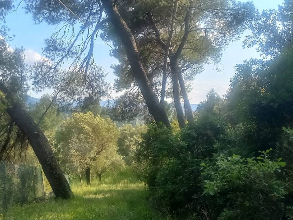 TERRENO AGRICOLO VENDITA TERNI VALSERRA