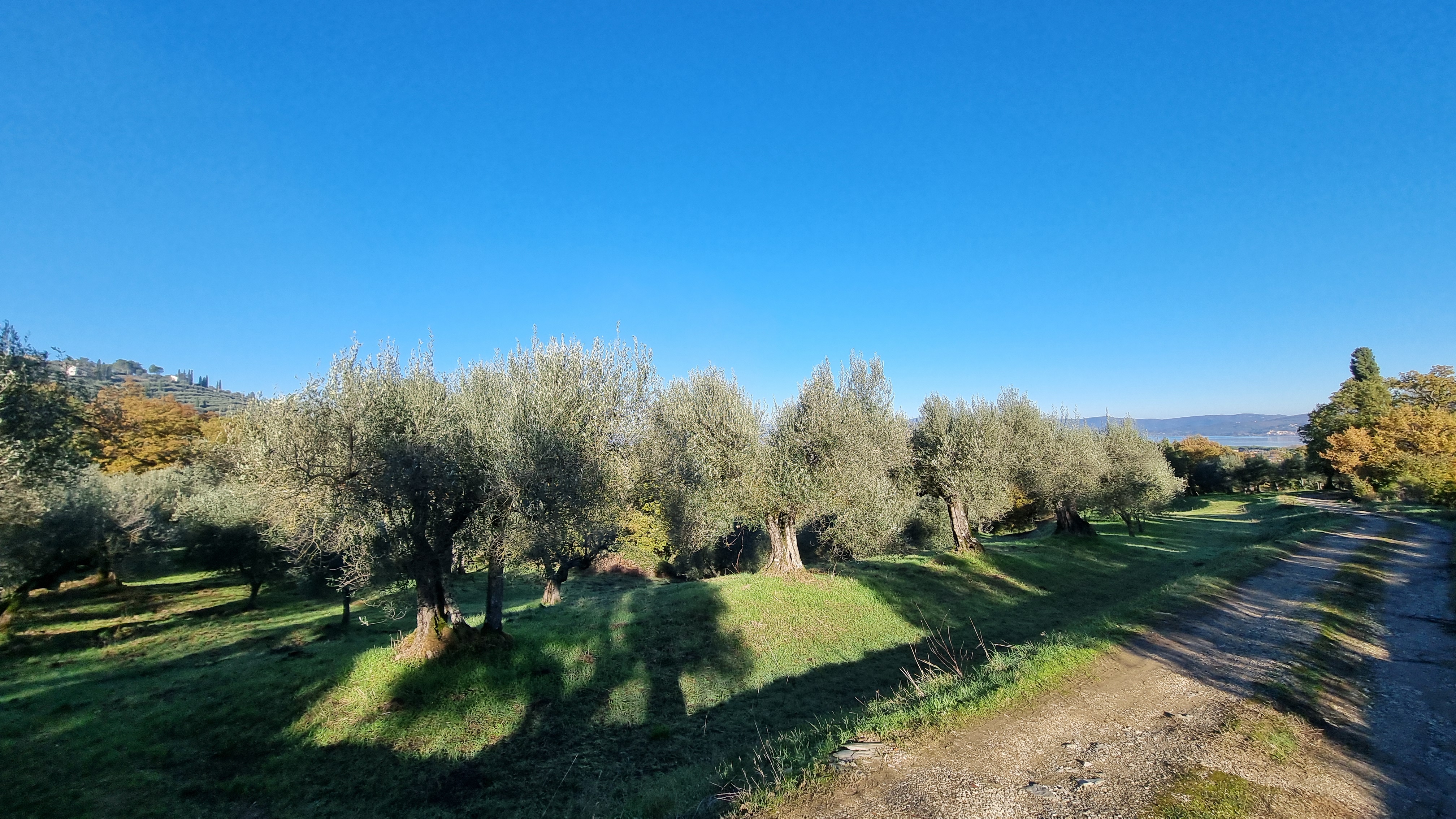 TERRENO AGRICOLO VENDITA MAGIONE SANT'ARCANGELO