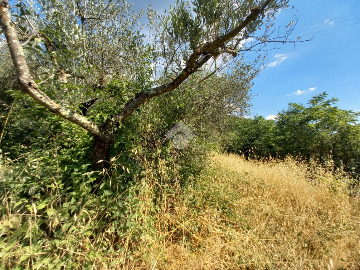 TERRENO EDIFICABILE VENDITA MASSA MARTANA