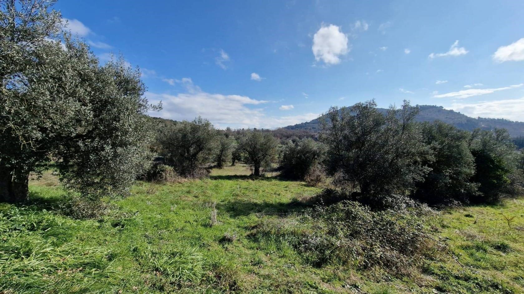 TERRENO AGRICOLO VENDITA PERUGIA OLMO