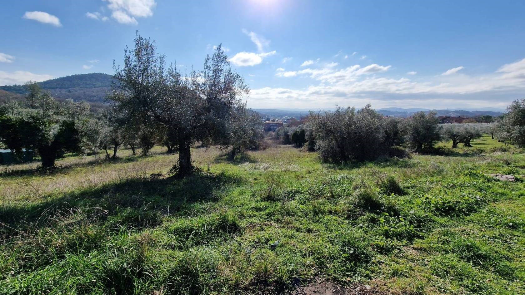 TERRENO AGRICOLO VENDITA PERUGIA OLMO