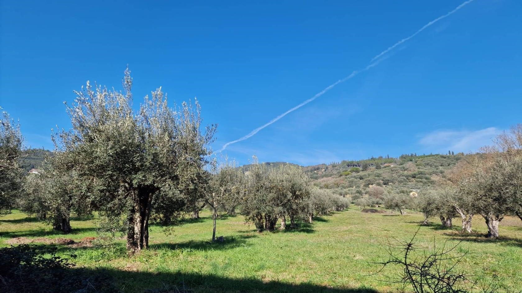 TERRENO AGRICOLO VENDITA PERUGIA OLMO