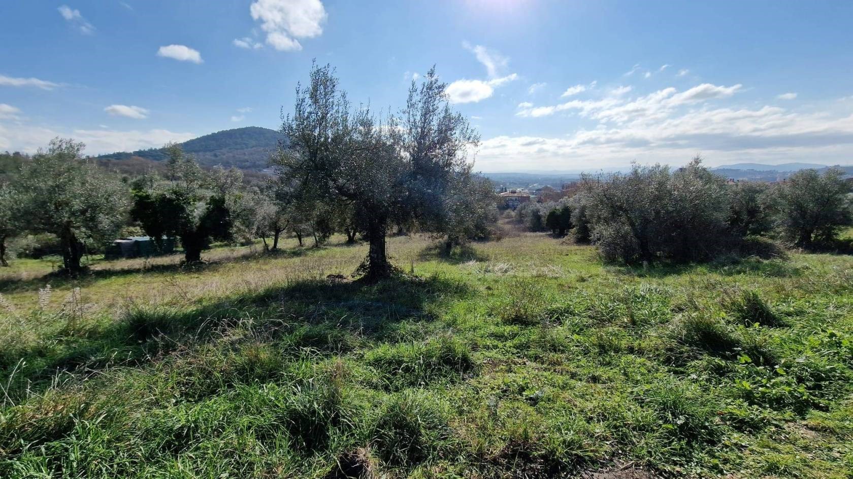 TERRENO AGRICOLO VENDITA PERUGIA OLMO