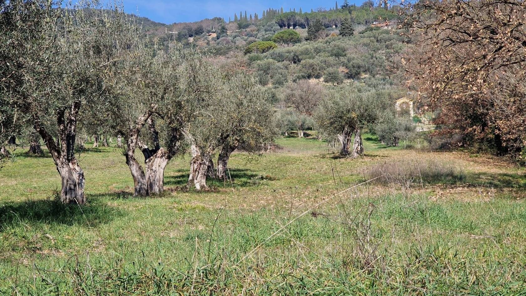TERRENO AGRICOLO VENDITA PERUGIA OLMO