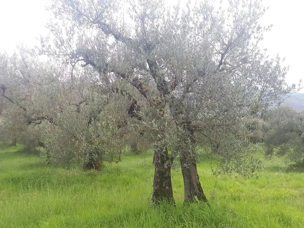 TERRENO AGRICOLO VENDITA PERUGIA MONTE TEZIO