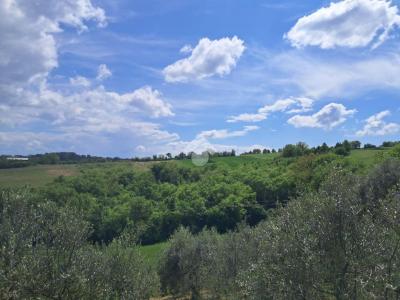 TERRENO AGRICOLO VENDITA AVIGLIANO UMBRO