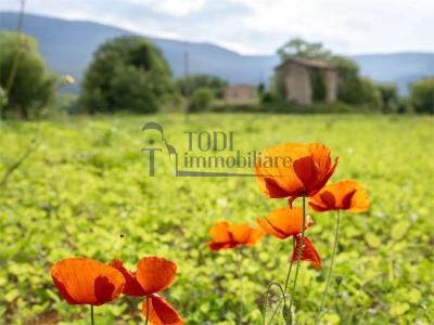 RUSTICO - CASALE VENDITA MASSA MARTANA