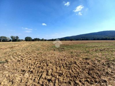 TERRENO AGRICOLO VENDITA MONTECASTRILLI