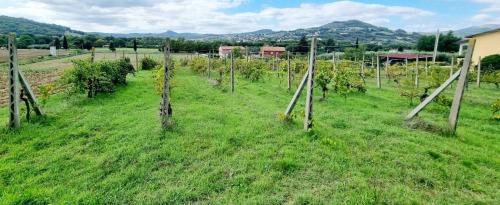 TERRENO AGRICOLO VENDITA PERUGIA RAMAZZANO