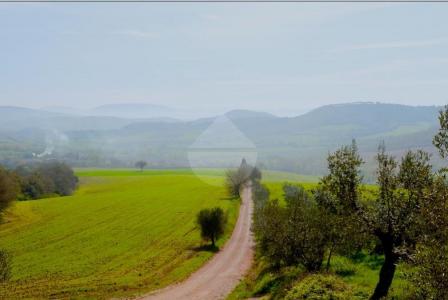 AZIENDA AGRICOLA VENDITA MAGIONE