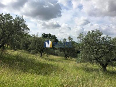 TERRENO AGRICOLO VENDITA ASSISI PALAZZO