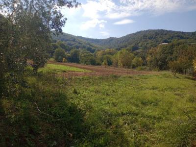 TERRENO AGRICOLO VENDITA TORGIANO SIGNORIA