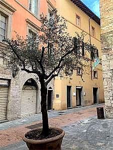 NEGOZIO VENDITA PERUGIA PALLOTTA · foto 32