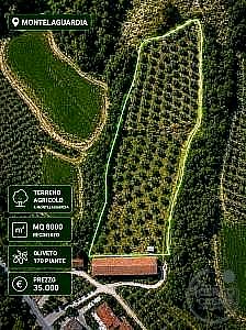 TERRENO AGRICOLO VENDITA GUALDO CATTANEO · foto 23