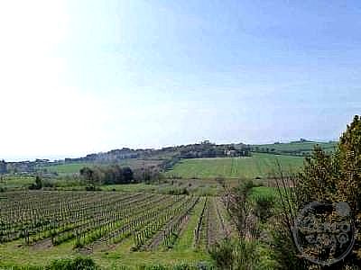 TERRENO AGRICOLO VENDITA GUALDO CATTANEO · foto 29