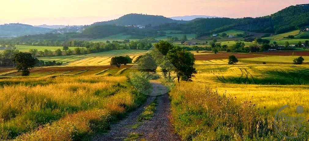 AZIENDA AGRICOLA VENDITA MAGIONE · foto 2