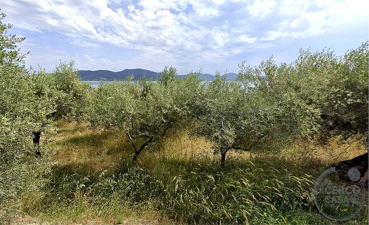 TERRENO AGRICOLO VENDITA MAGIONE SAN FELICIANO · foto 3