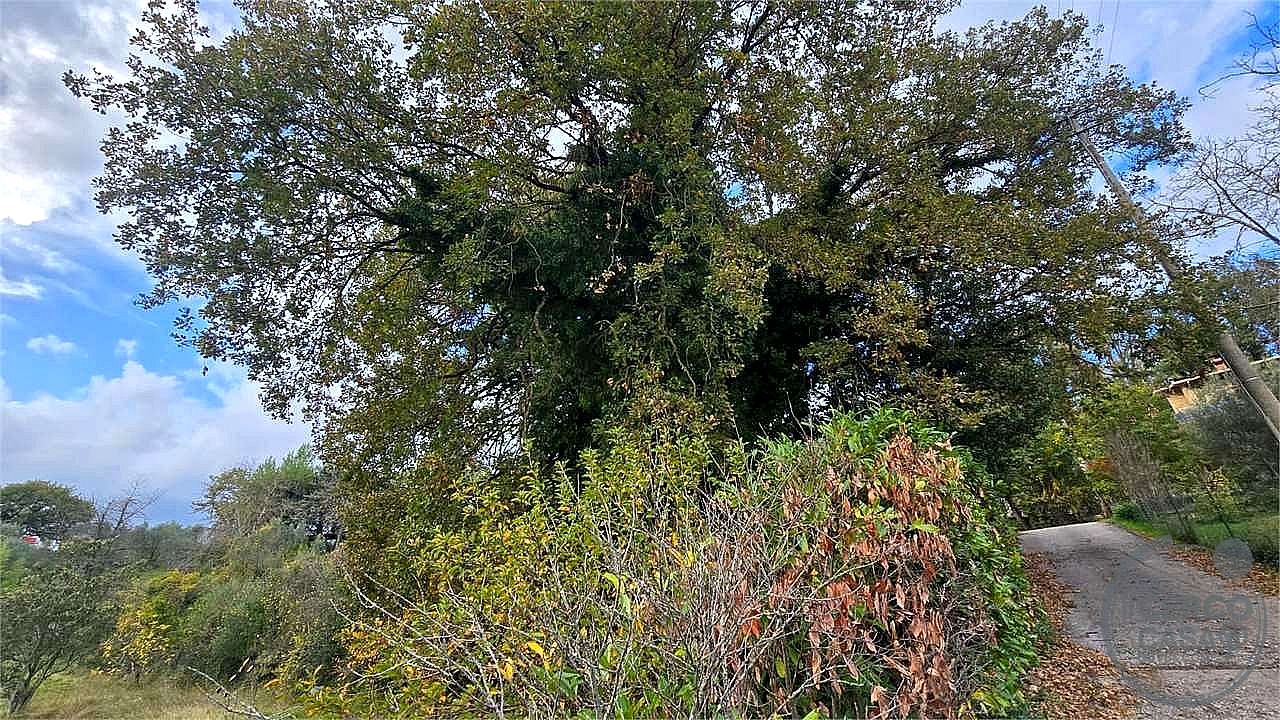 TERRENO AGRICOLO VENDITA PERUGIA MONTELAGUARDIA · foto 7