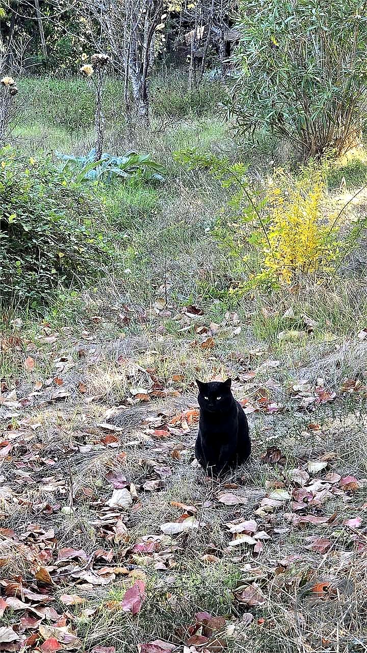 TERRENO AGRICOLO VENDITA PERUGIA · foto 34