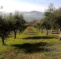 RUSTICO - CASALE VENDITA MAGIONE · foto 15