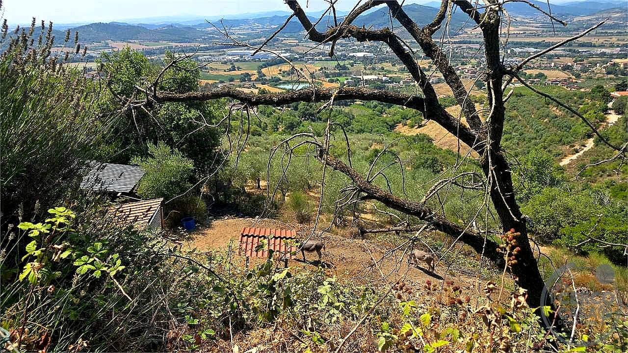 AZIENDA AGRICOLA VENDITA MAGIONE · foto 20