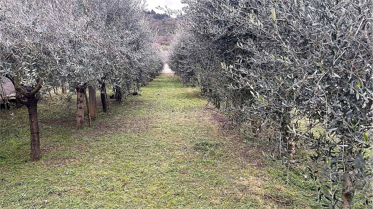 TERRENO EDIFICABILE VENDITA MAGIONE · foto 18