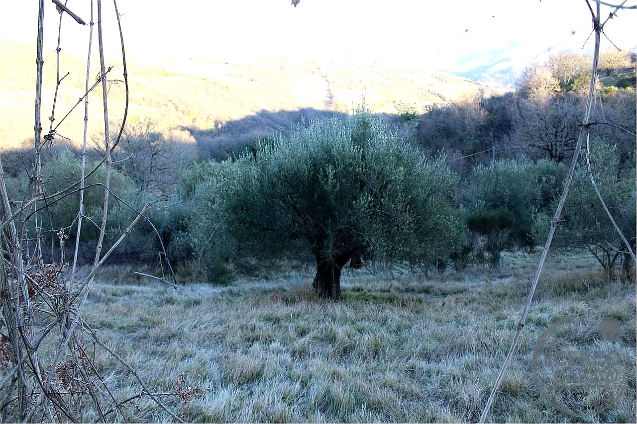 RUSTICO - CASALE VENDITA VALFABBRICA · foto 22
