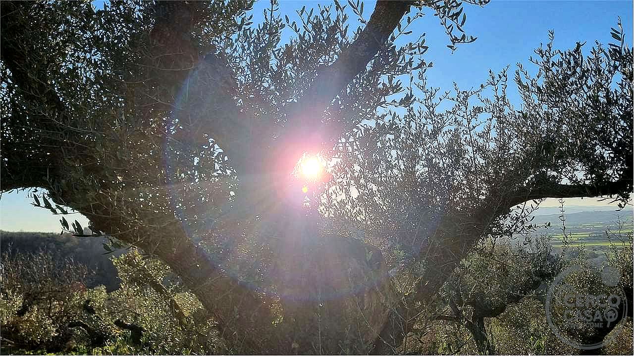 RUSTICO - CASALE VENDITA TORGIANO · foto 3