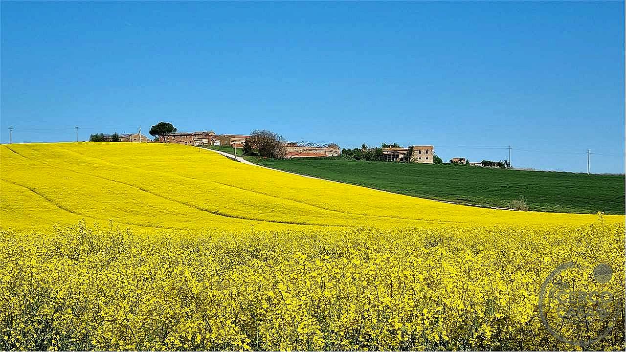 RUSTICO - CASALE VENDITA MARSCIANO VILLANOVA · foto 3