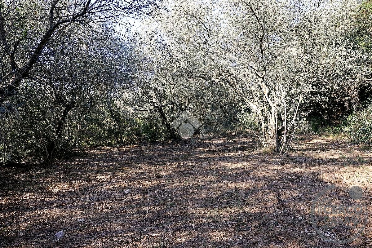TERRENO EDIFICABILE VENDITA TERNI CESURE VALENZA · foto 2