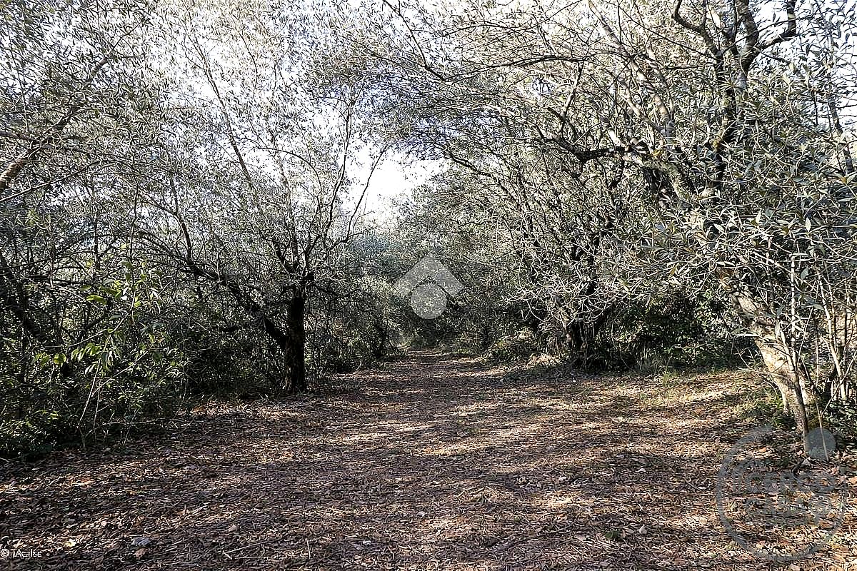 TERRENO EDIFICABILE VENDITA TERNI CESURE VALENZA · foto 3