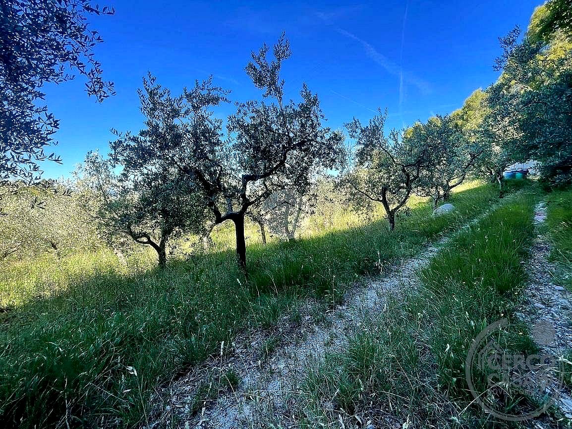 TERRENO AGRICOLO VENDITA TERNI SAN LIBERATORE · foto 6