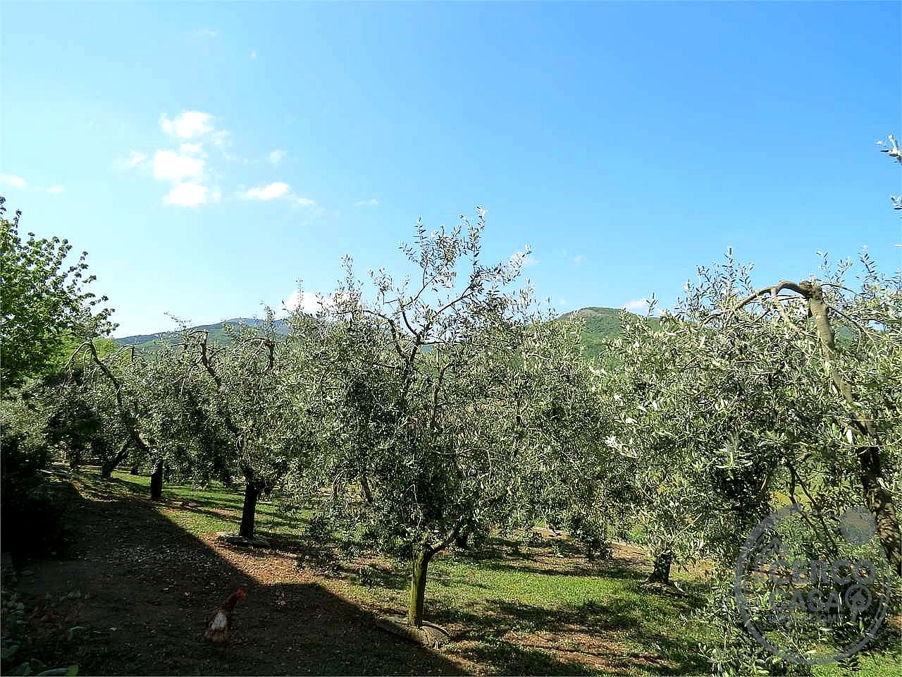 VILLA VENDITA BASCHI · foto 2