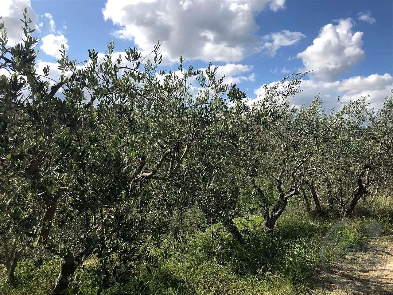 ASSISI - TORDIBETTO: TERRENO AGRICOLO