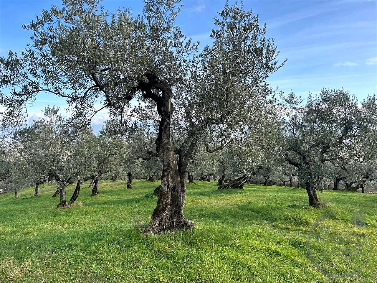 TERRENO AGRICOLO - OLIVETO