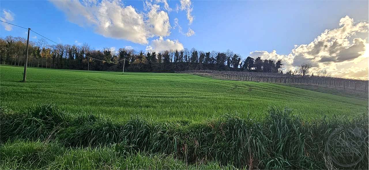 TODI: AZIENDA AGRICOLA