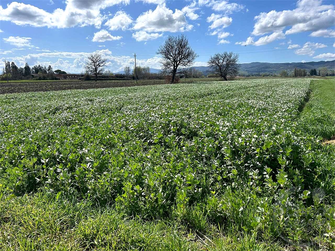 ASSISI - CASTELNUOVO - TERRENO AGRICOLO