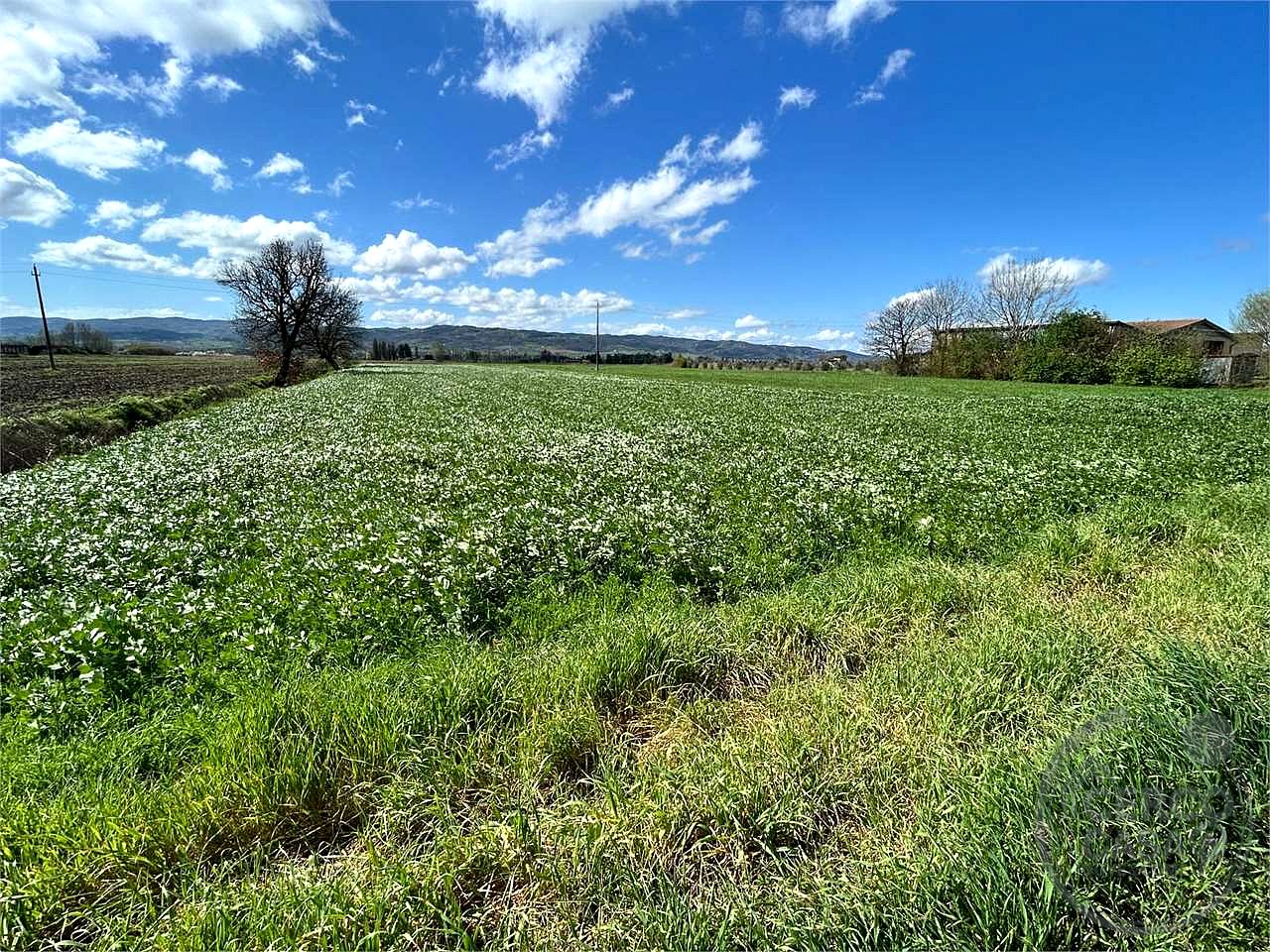 ASSISI - CASTELNUOVO - TERRENO AGRICOLO