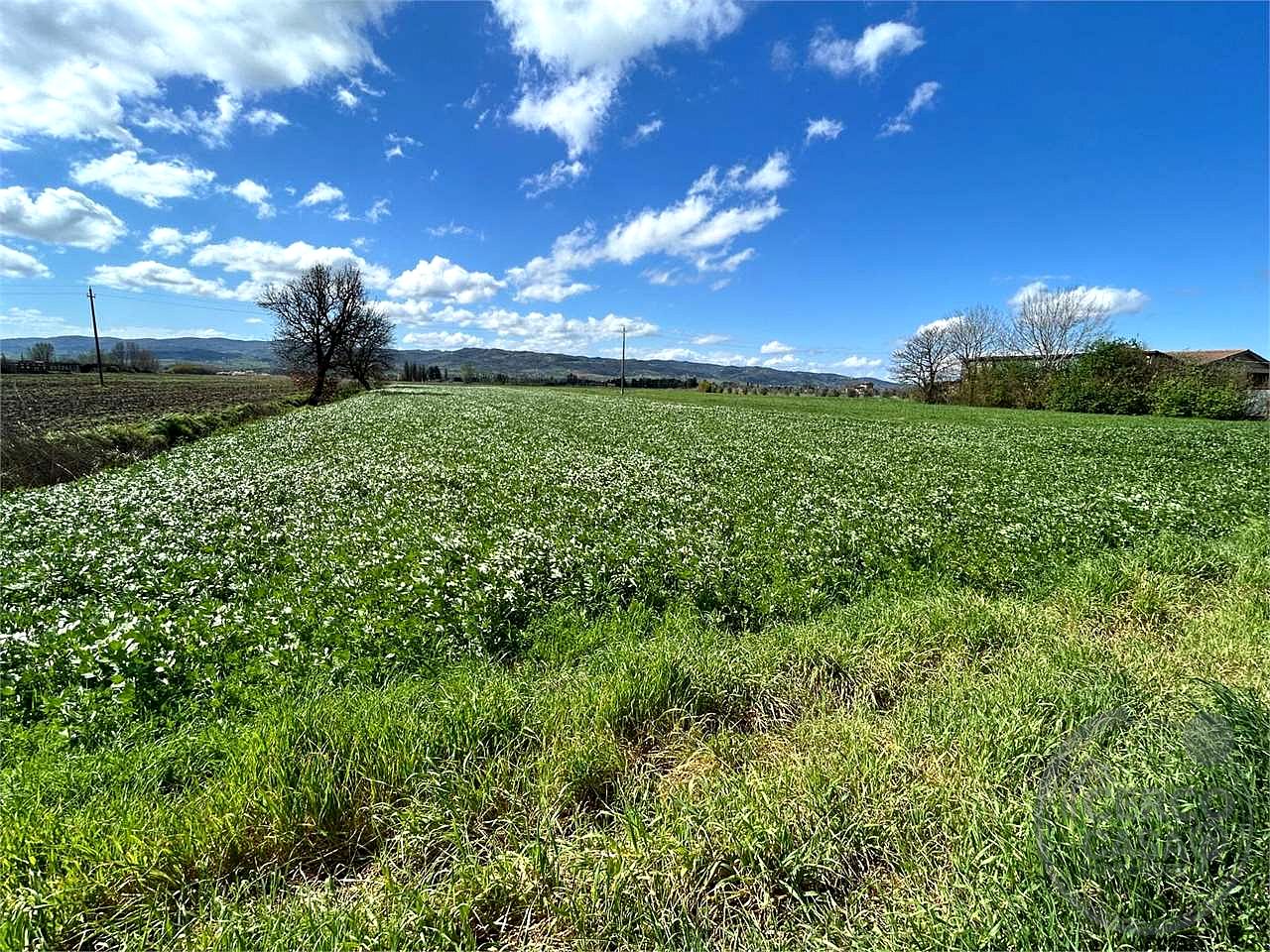 ASSISI - CASTELNUOVO - TERRENO AGRICOLO