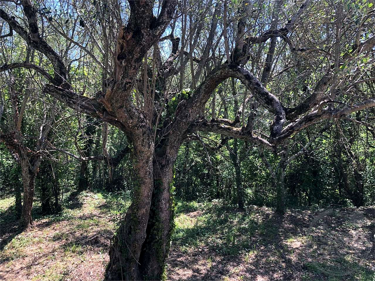MONTE CASTELLO DI VIBIO - DOGLIO: DUE UNITA' ABITATIVE CON GIARDINO E TERRENO