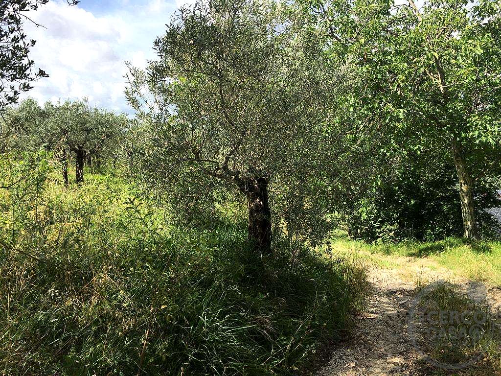 ASSISI - PALAZZO: TERRENO AGRICOLO SEMINATIVO