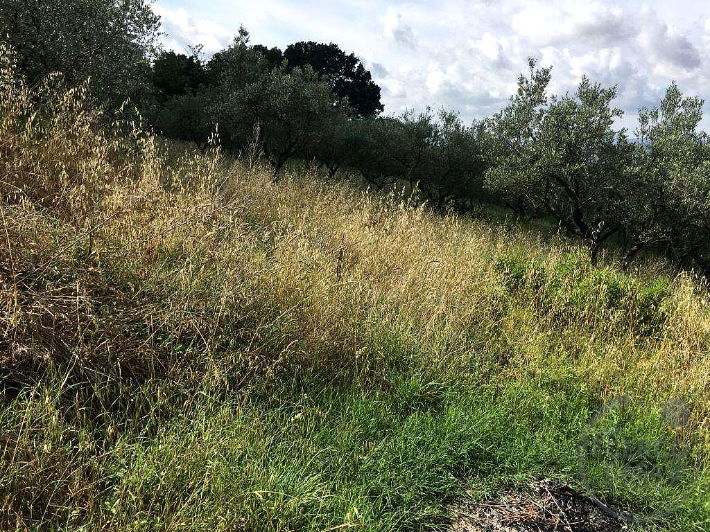 ASSISI - PALAZZO: TERRENO AGRICOLO SEMINATIVO