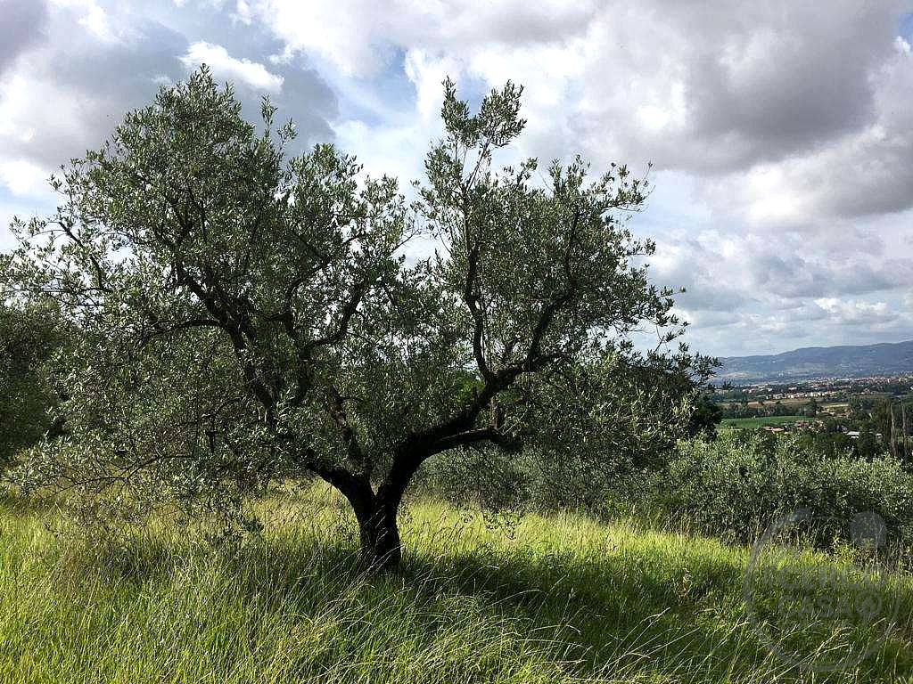 ASSISI - PALAZZO: TERRENO AGRICOLO ADIBITO AD OLIVETO