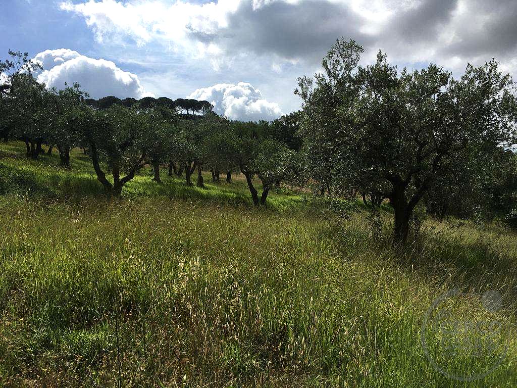 ASSISI - PALAZZO: TERRENO AGRICOLO ADIBITO AD OLIVETO