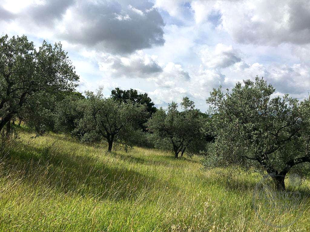 ASSISI - PALAZZO: TERRENO AGRICOLO ADIBITO AD OLIVETO