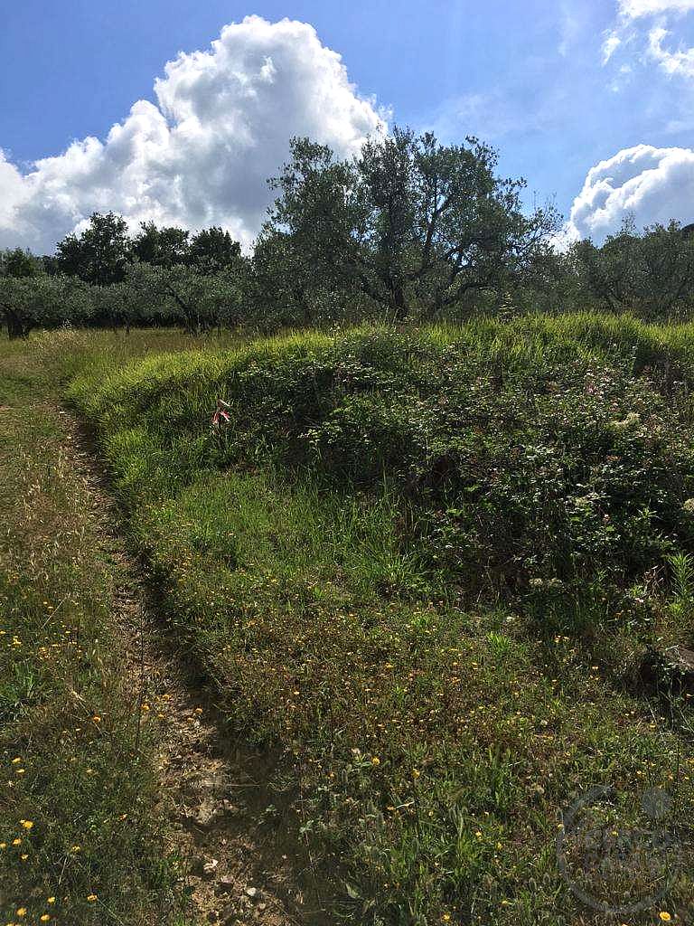 ASSISI - PALAZZO: TERRENO AGRICOLO ADIBITO AD OLIVETO