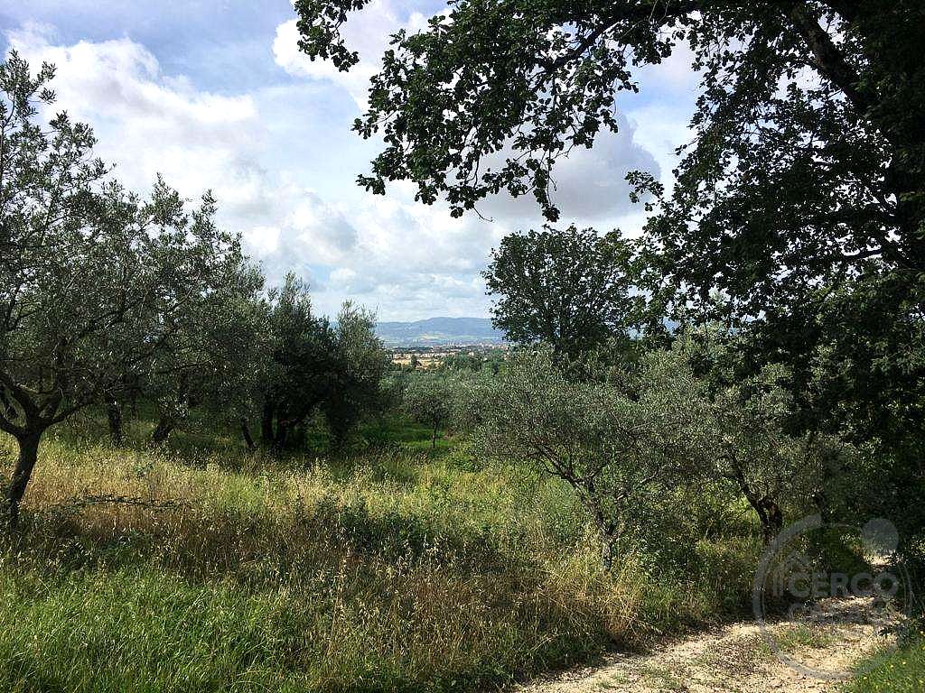 ASSISI - PALAZZO: OLIVETO IN VENDITA